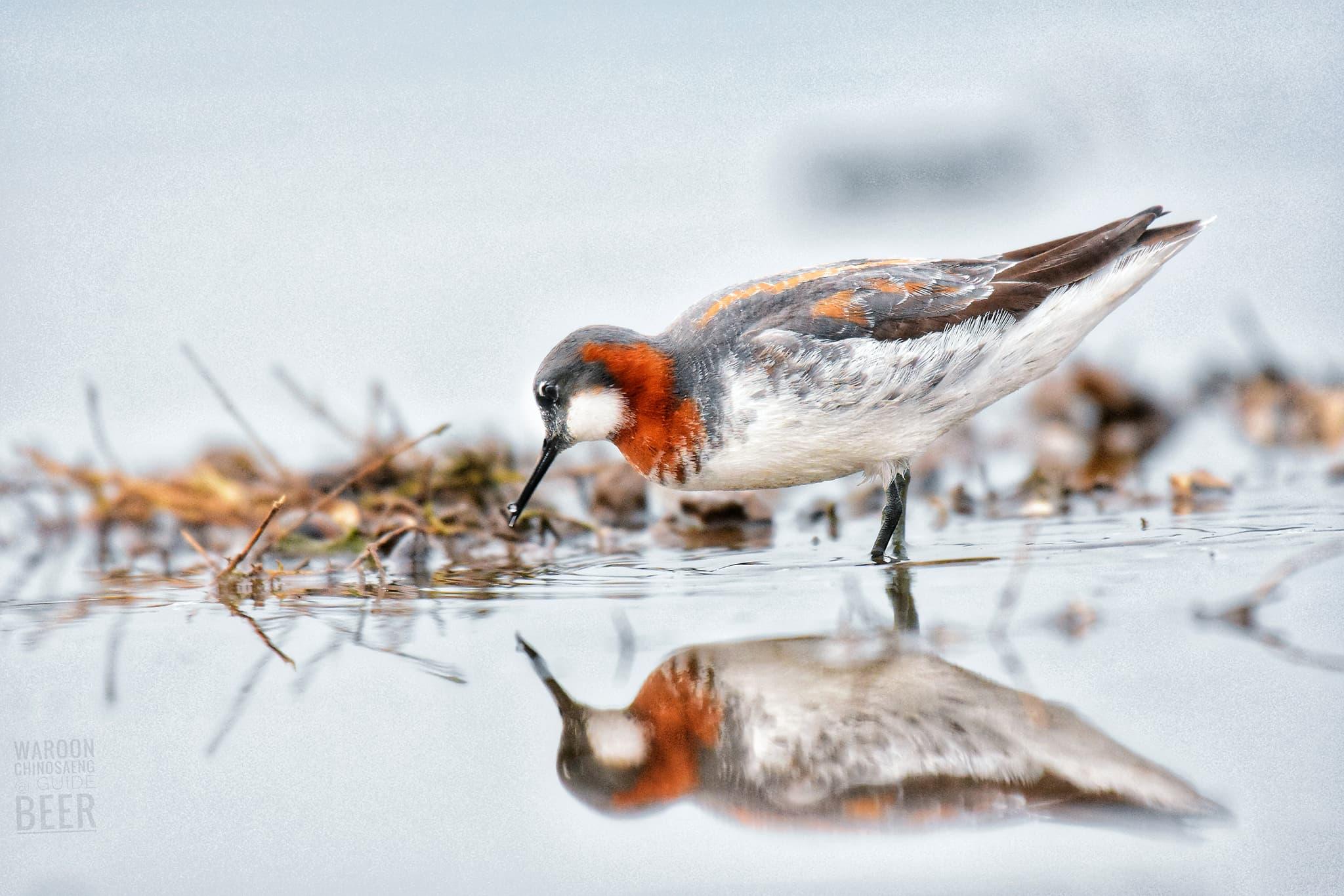 a picture of the bird