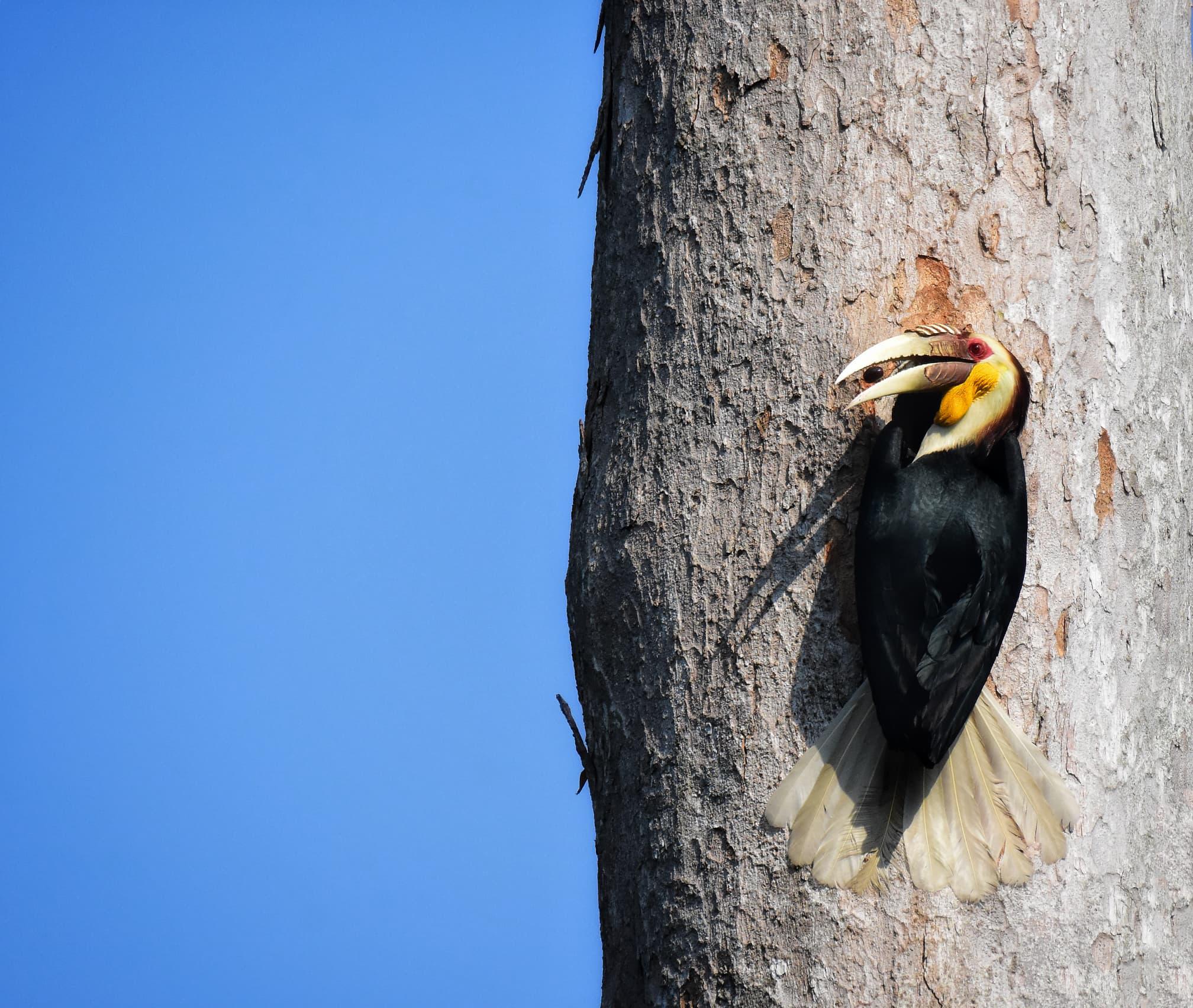 a picture of the bird
