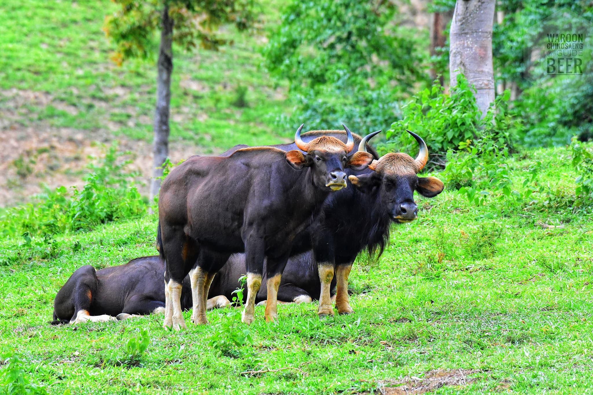 a picture of the cow