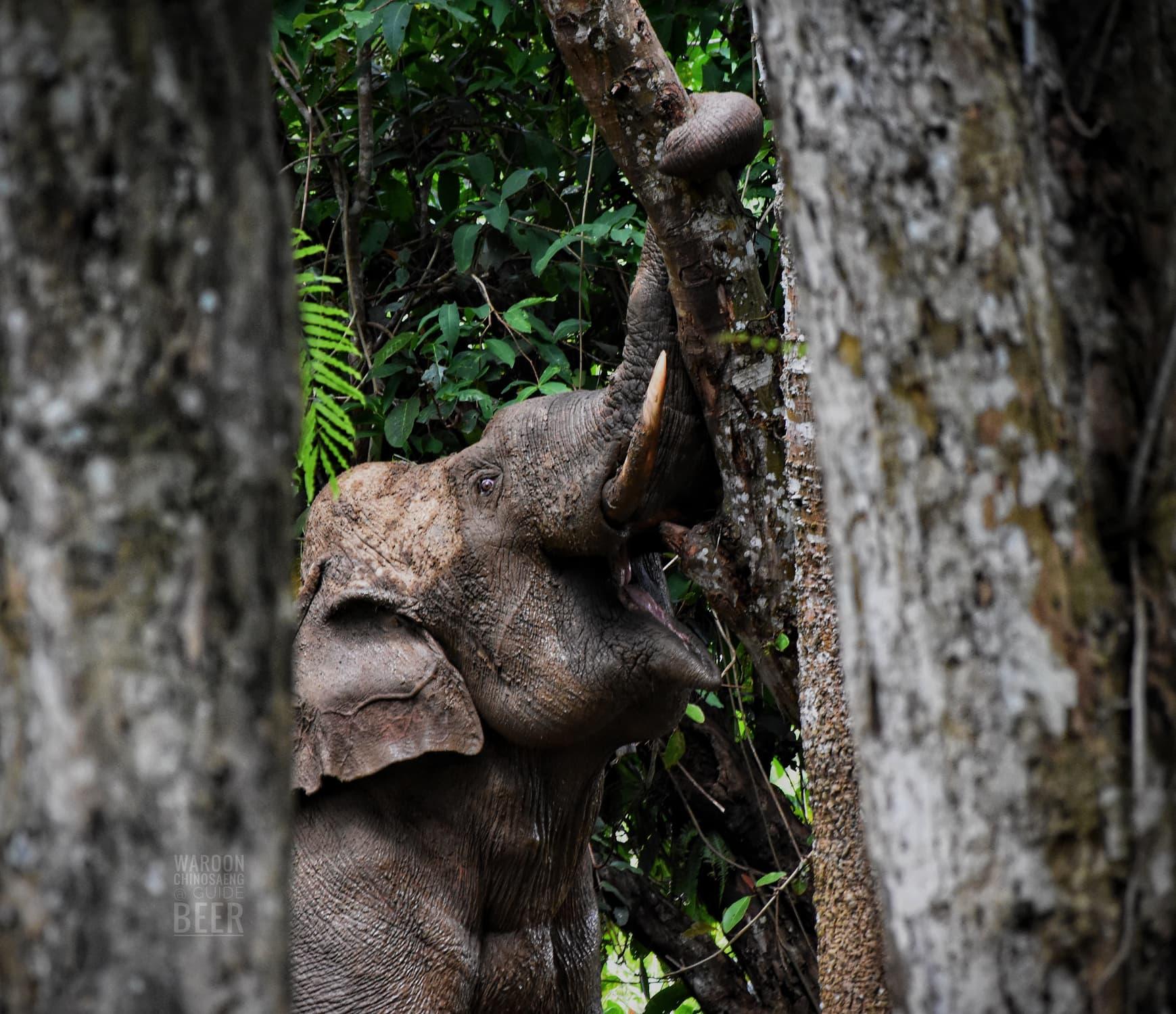 a picture of the elephant